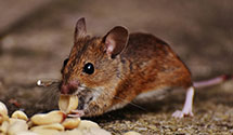 24 Hour & Emergency Exterminators in Rimersburg, PA